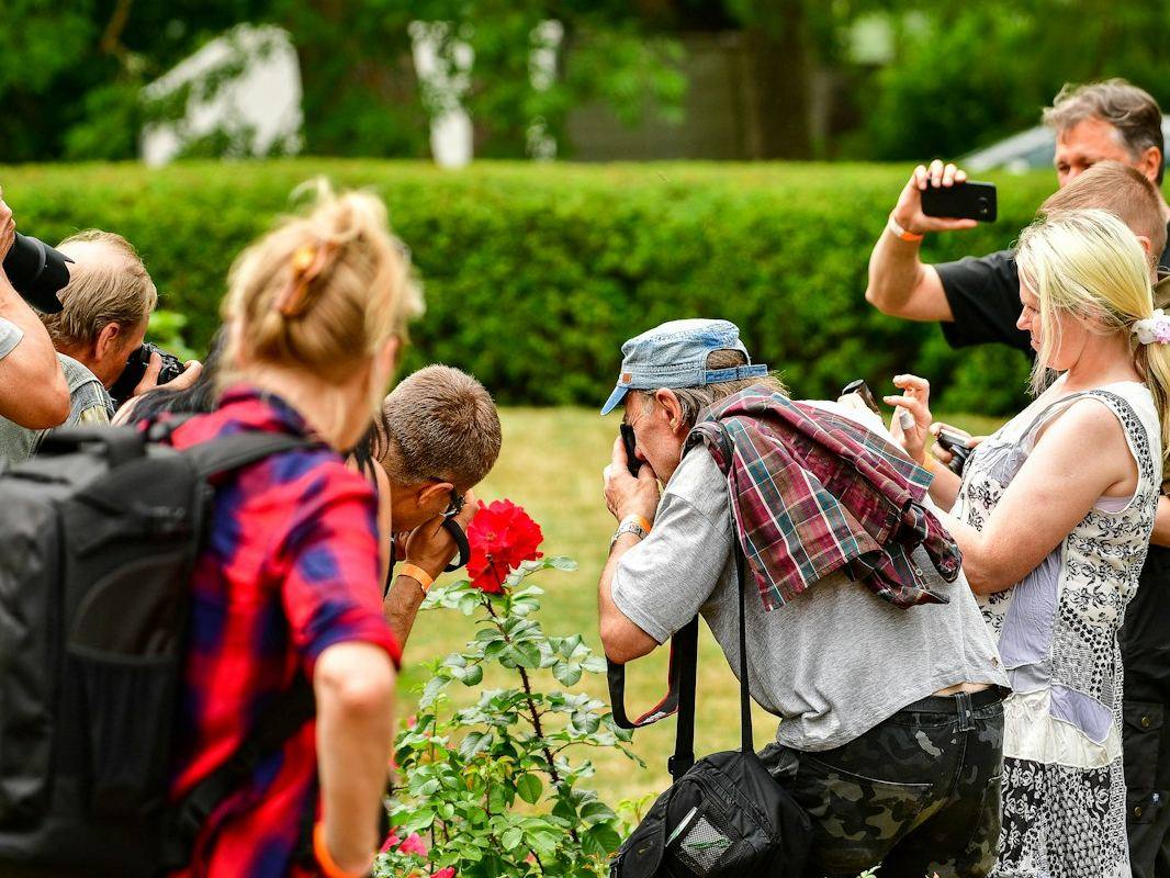A group of photographers with cameras gathered around a red rose in a park garden.